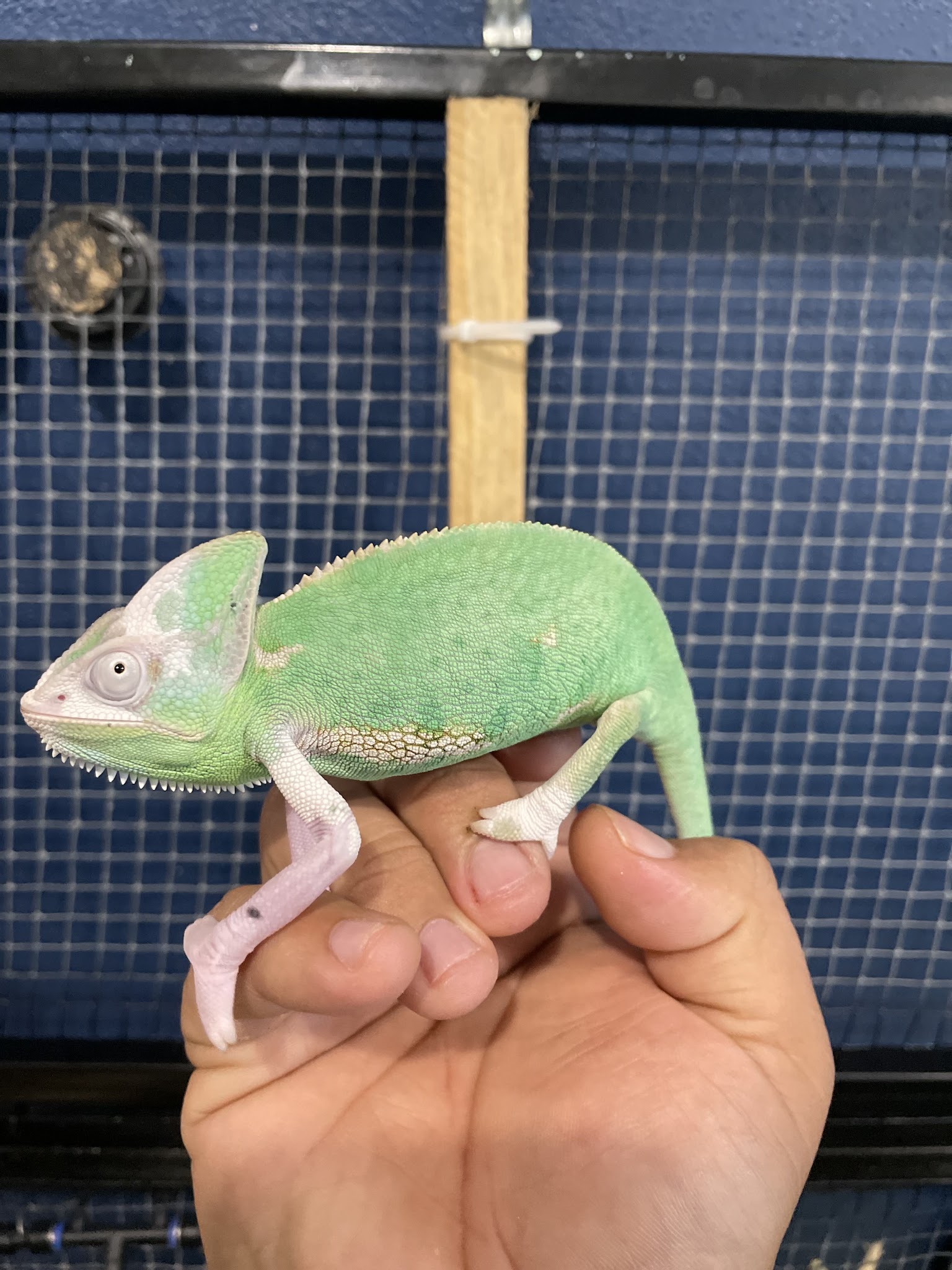 Green chameleon perched on a hand in front of an enclosure